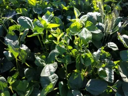 Cowpea cover crop with volunteer triticale.