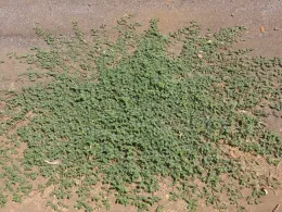 Puncturevine raditing from taproot, J Alosi