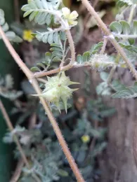 Puncturevine seedpods, J Alosi
