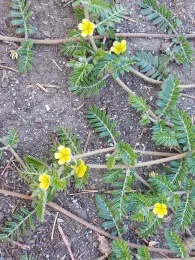 Puncturevine flowers, J Alosi