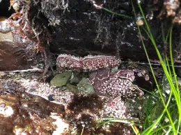 Ochre Seastar in Tide Pool