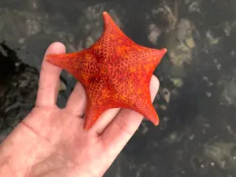 BatStar in Tide Pool