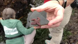 Small Sea Star on Rock