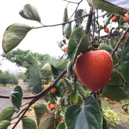 Persimmon trees on the ranch. Photo credit Alana King.