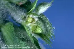 Cotton is most vulnerable to lygus at pinhead square, the second stage of cotton development.