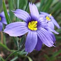 blue eyed grass flower