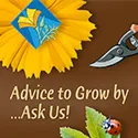 Advice to Grow by...Ask Us!