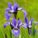 irises