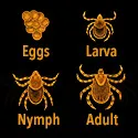 stages of tick development