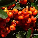 toyon