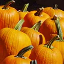 pumpkins