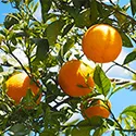 orange tree