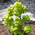 maple sapling