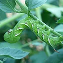 tomato hornworm
