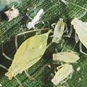 aphids