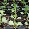 seedlings