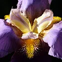 bearded iris