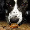 dog looking at a snail