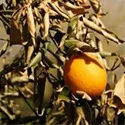 frost damage on an orange tree