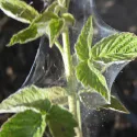 spider mites