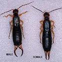 earwigs