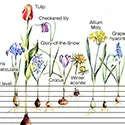 chart that shows how deep bulbs should be planted