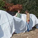 plants covered with a frost blanket