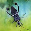 leaffooted bugs