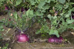 Turnips exposing shoulders above ground level
