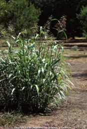 Johnsongrass mature plant, UC ANR