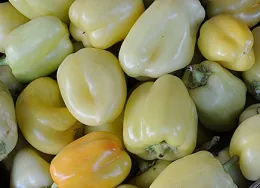 In her childhood, Elvira picked bell peppers, sorted tomatoes and cut fruit. (Photo by Kathy Keatley Garvey)