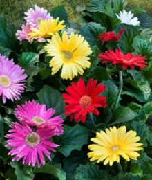 Gerbera Daisies