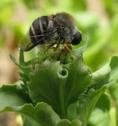 Members of the Acroceridae family are sometimes called small-headed flies. This is probably Psilodera fasciata. (Photo courtesy of Jon Richfield, Wikipedia)