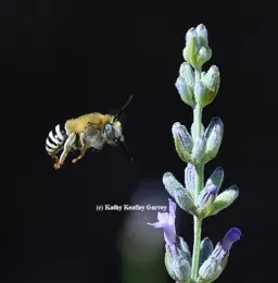 Anthophora urbana heading for lavender. (Photo by Kathy Keatley Garvey)