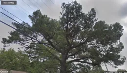 prior to PG&E pruning