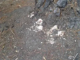 pitch oozing from roots