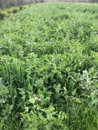 soil cover crop