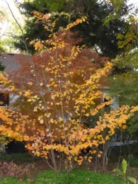 Witch hazel 'Arnold Promise' by Jeanne Lawrence