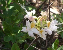 Western azalea by Cindy Weiner
