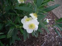 California bush anemone by Cindy Weiner