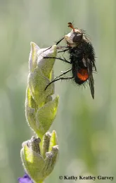 The tachinid fly lays its eggs in caterpillars. This is female of the Peleteria species. The genus is characterized by two prominent setae in front of the lower part of the eye. (Photo by Kathy Keatley Garvey)