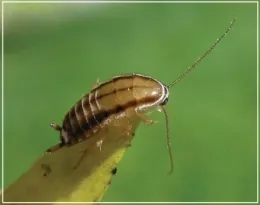 3 line cockroach<br>about 1/4