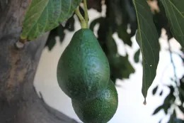 Avocado