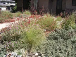 Colorful perennials and shrubs by Cindy Weiner