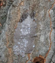 Figure 3A. SLF eggs covered with waxy deposits.