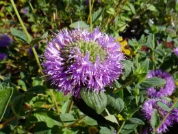 Coyote-mint (monardella villosa) by Brent McGhie
