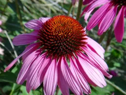 Coneflower by Brent McGhie
