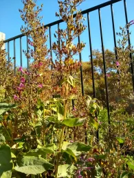 Lepechinia sp. (late Fall)