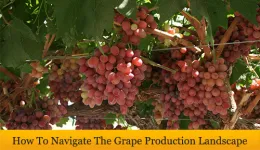 Grape Production Banner