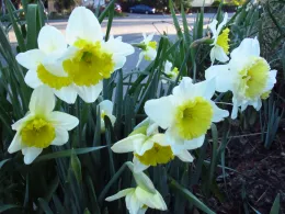 Daffodils